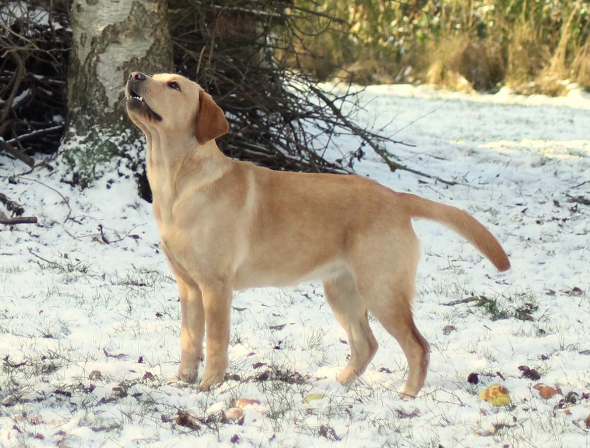 Labrador retriever Mochipappa's Goldie Hawn billede 13