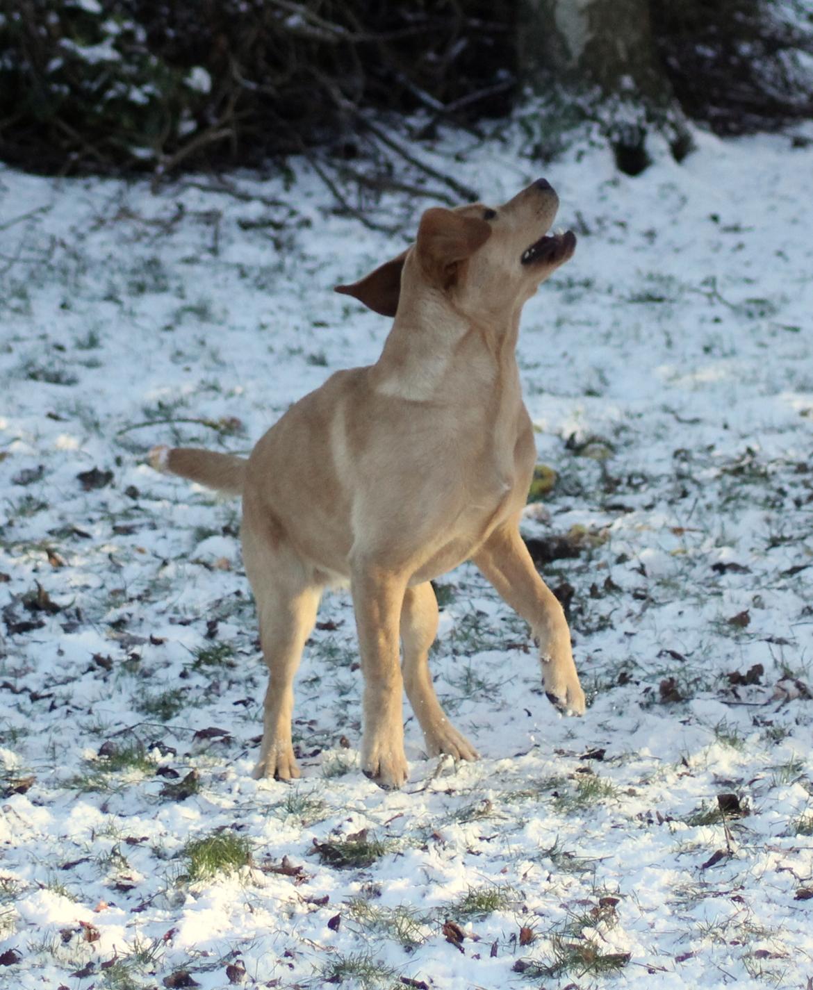 Labrador retriever Mochipappa's Goldie Hawn billede 15