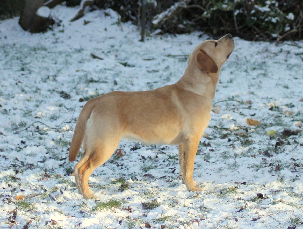 Labrador retriever Mochipappa's Goldie Hawn billede 16
