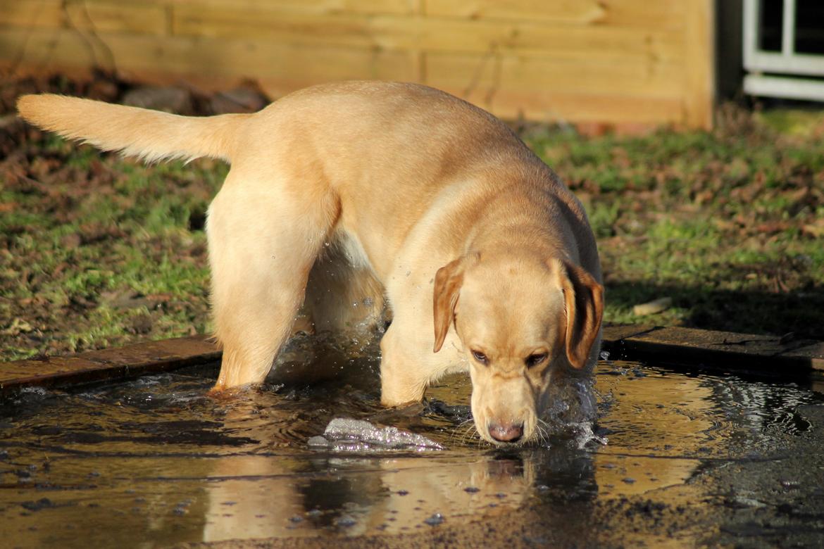Labrador retriever Mochipappa's Goldie Hawn billede 19
