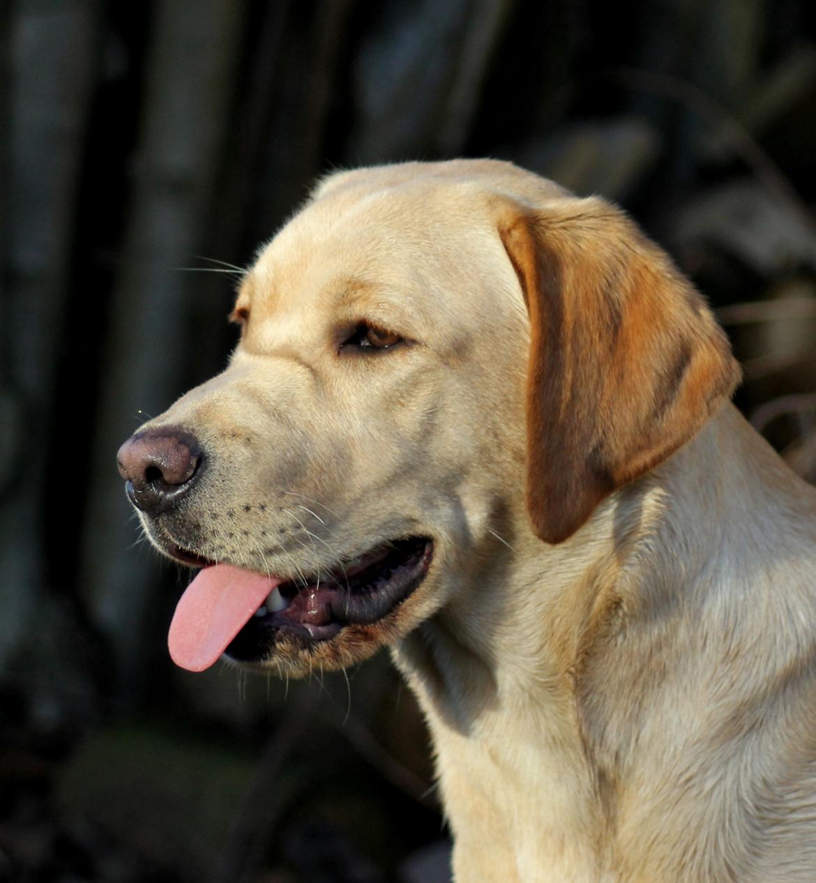 Labrador retriever Mochipappa's Goldie Hawn billede 20