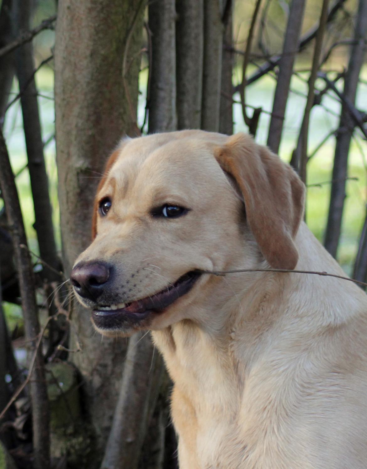 Labrador retriever Mochipappa's Goldie Hawn billede 21