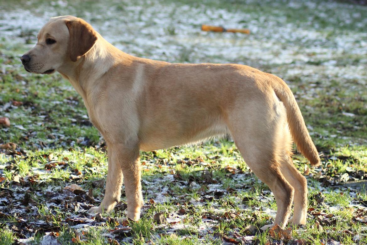 Labrador retriever Mochipappa's Goldie Hawn billede 22