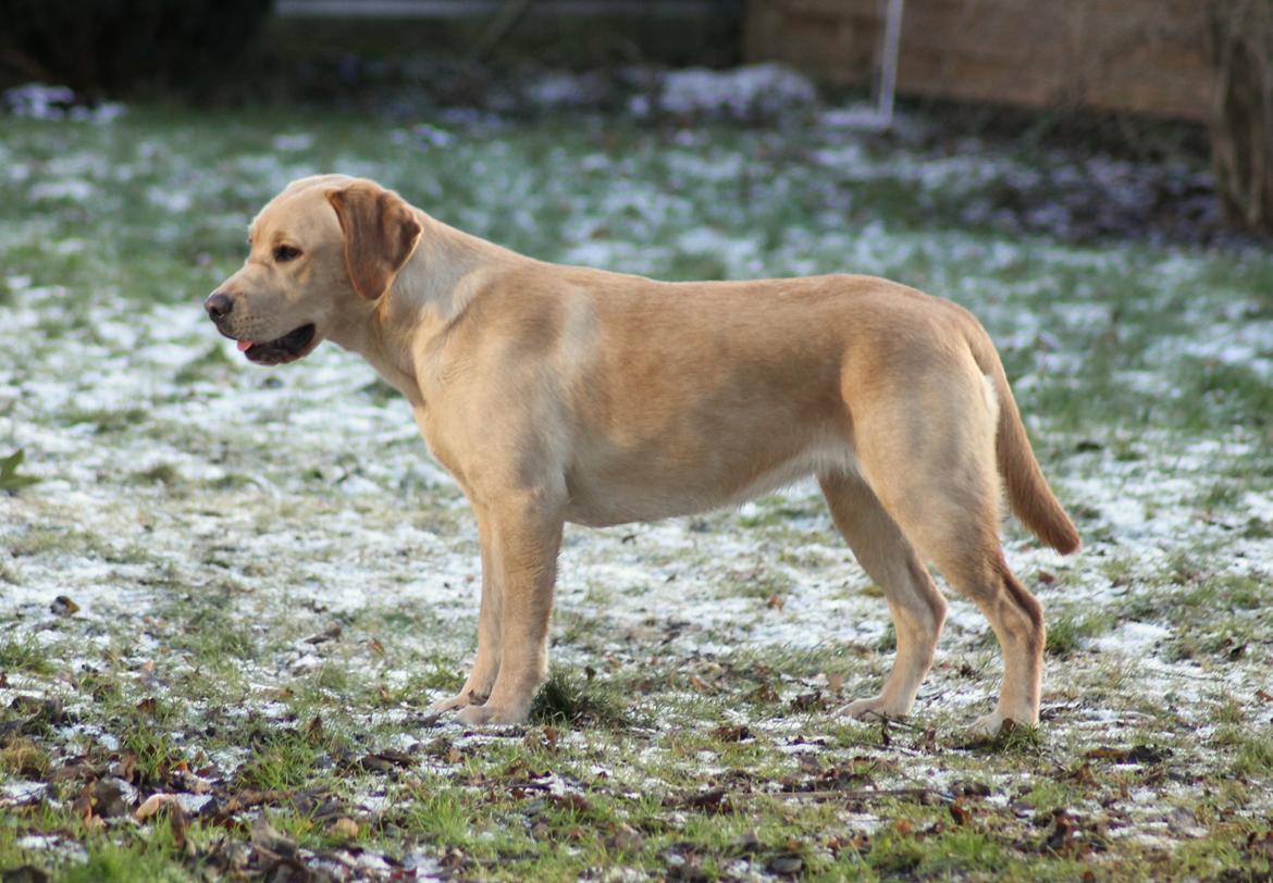 Labrador retriever Mochipappa's Goldie Hawn billede 23