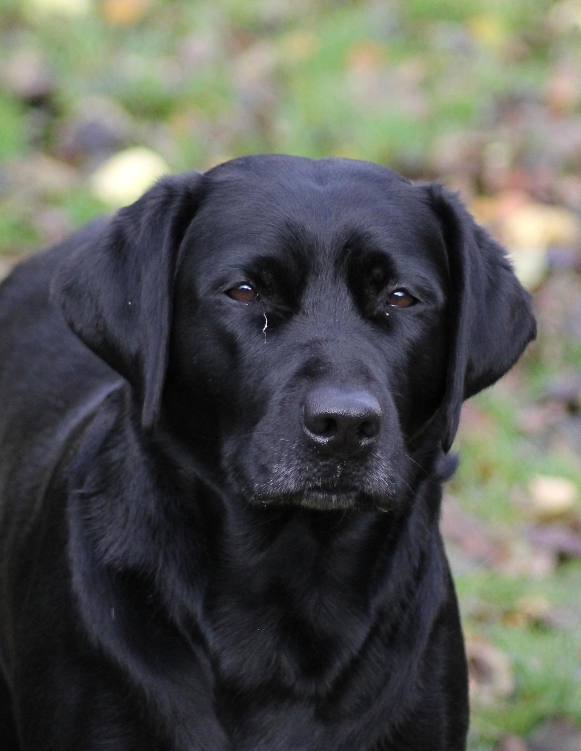 Labrador retriever Acapella billede 31