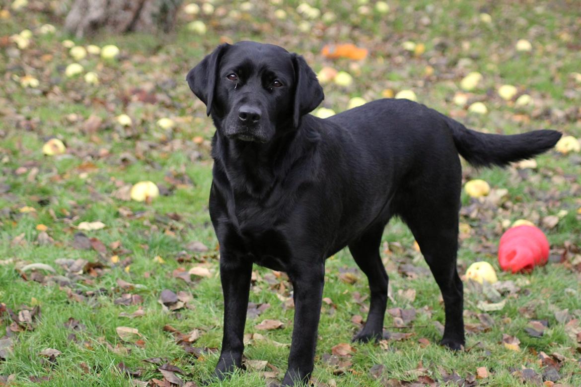 Labrador retriever Acapella billede 32