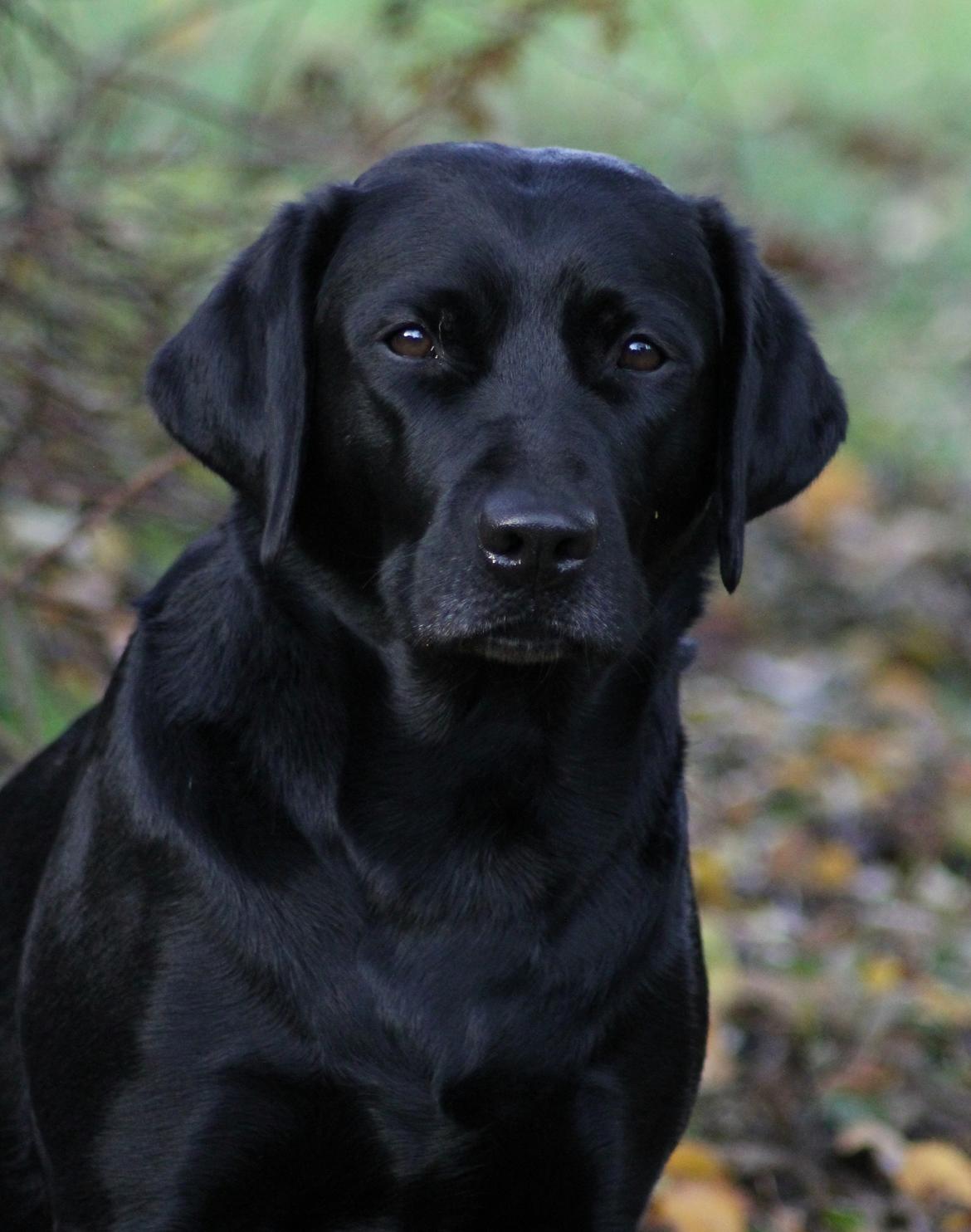 Labrador retriever Acapella billede 33