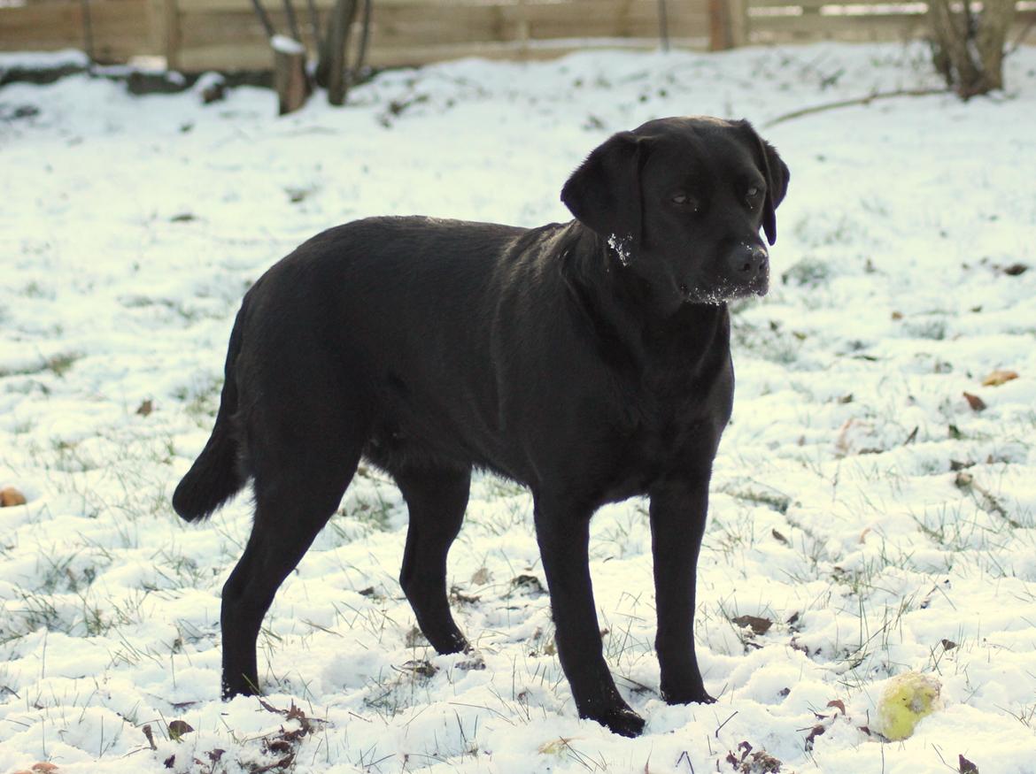 Labrador retriever Acapella billede 34