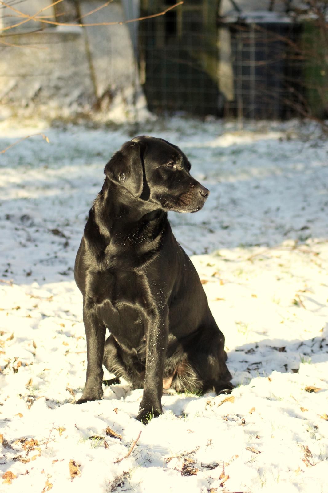 Labrador retriever Acapella billede 35