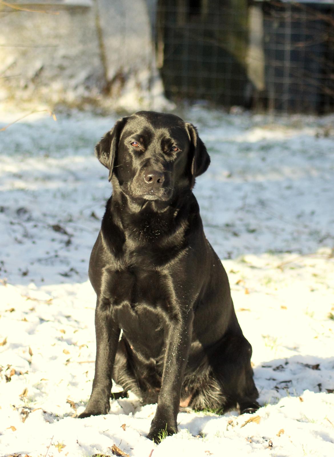 Labrador retriever Acapella billede 1