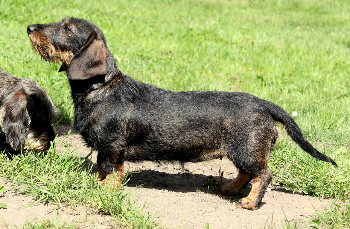 Dværggravhund Højsletgaard's Izza billede 2