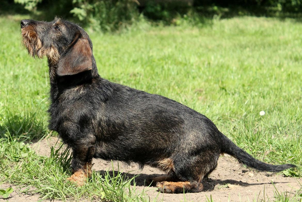 Dværggravhund Højsletgaard's Izza billede 12