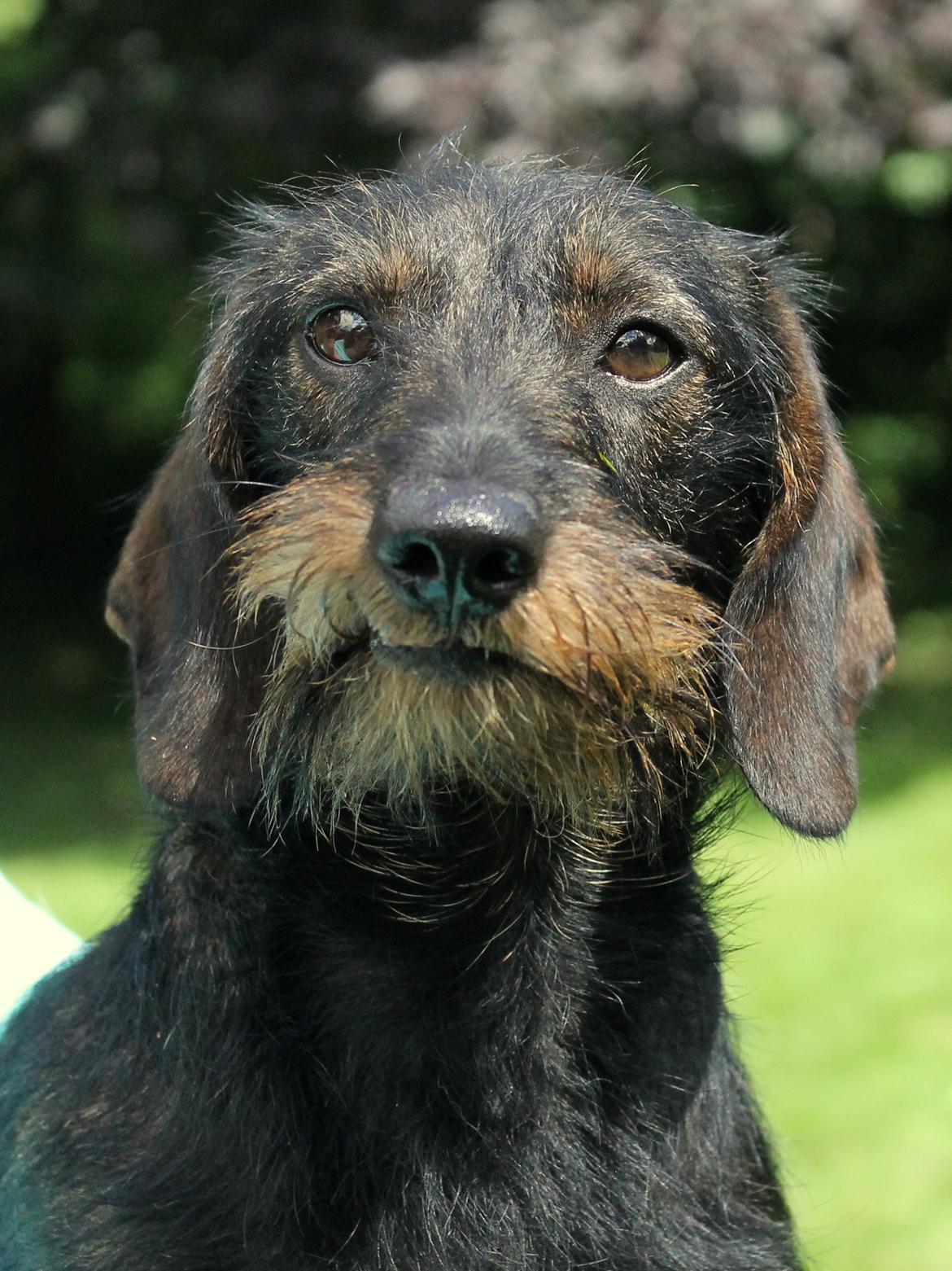 Dværggravhund Højsletgaard's Izza billede 14