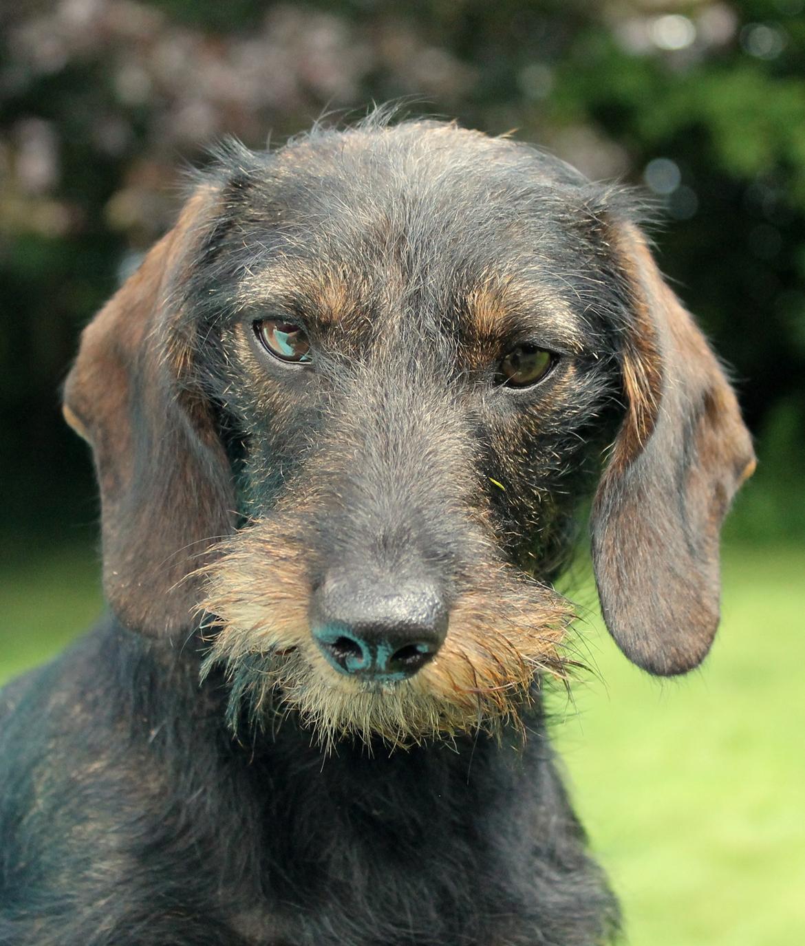 Dværggravhund Højsletgaard's Izza billede 13