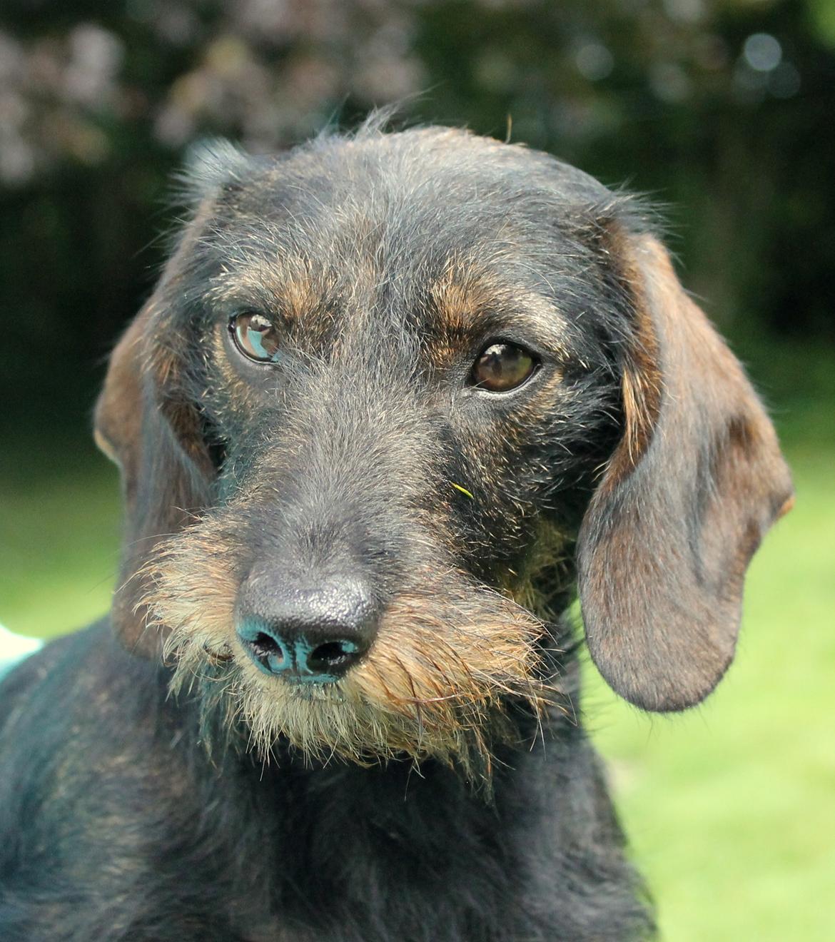 Dværggravhund Højsletgaard's Izza billede 1