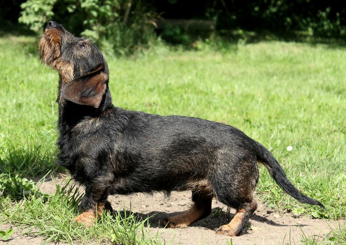 Dværggravhund Højsletgaard's Izza billede 11