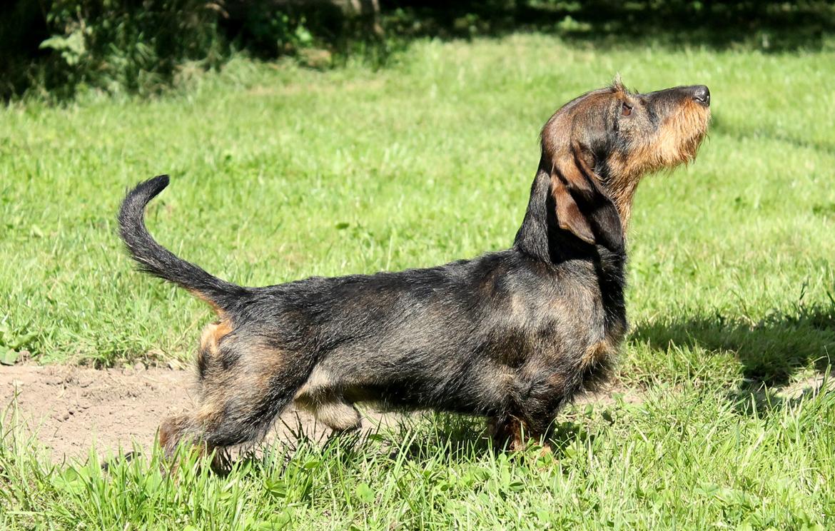 Gravhund Mochipappa's Dirch billede 23