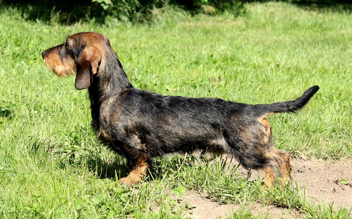 Gravhund Mochipappa's Dirch billede 2