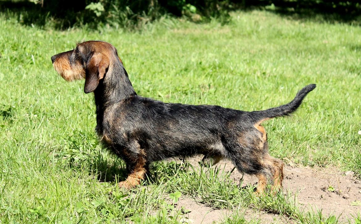 Gravhund Mochipappa's Dirch billede 24