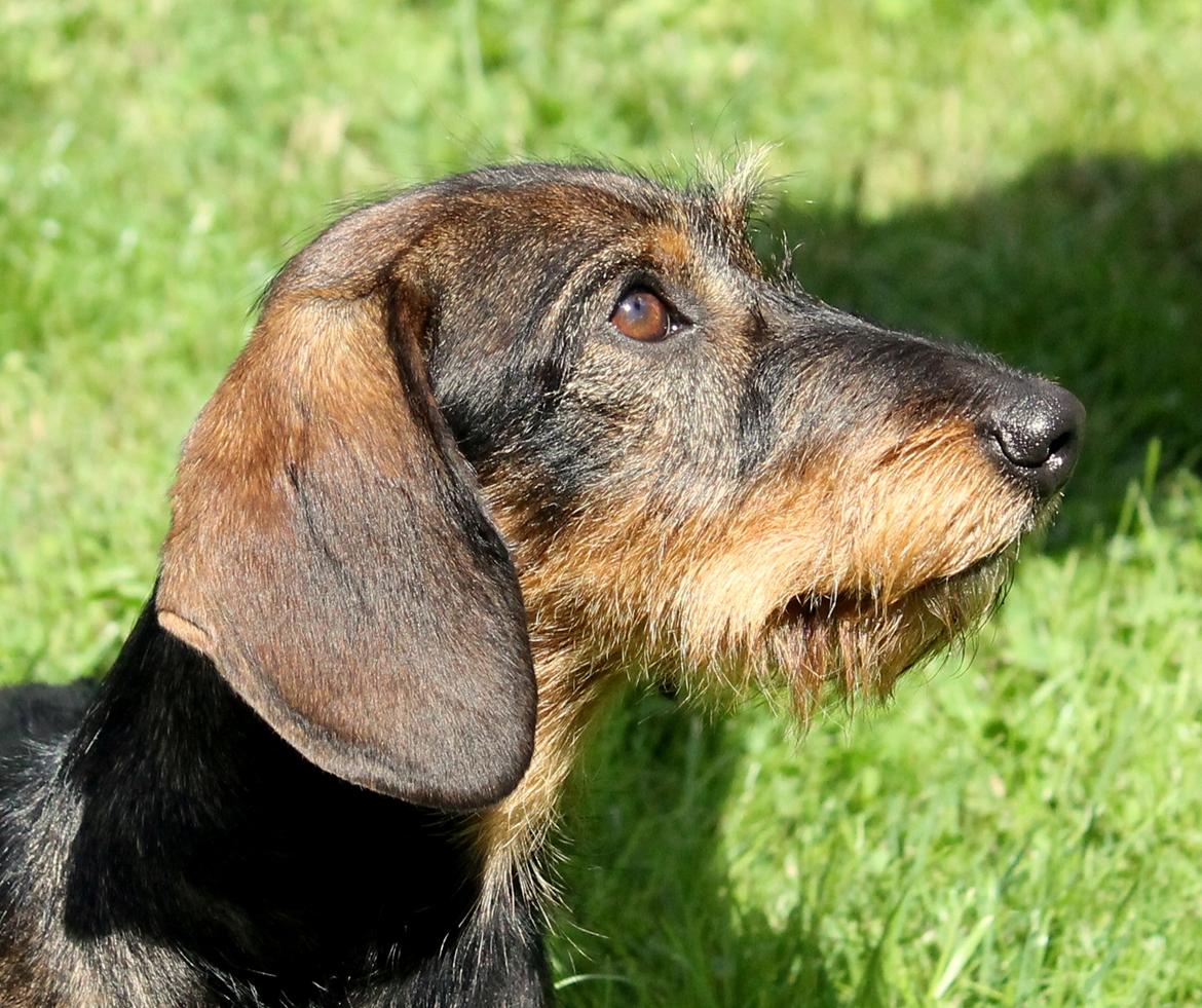 Gravhund Mochipappa's Dirch billede 26