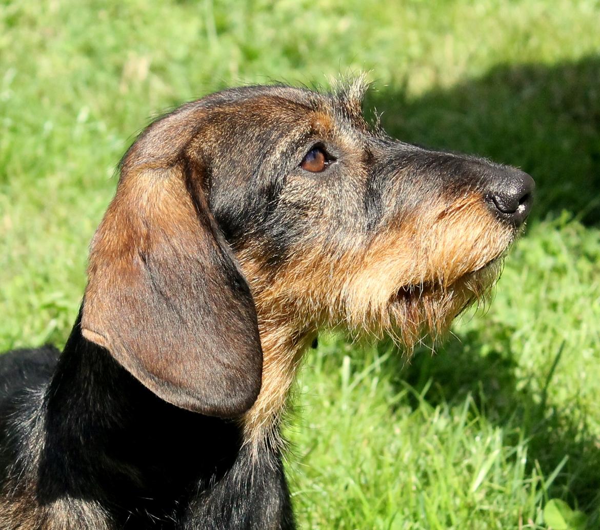 Gravhund Mochipappa's Dirch billede 25