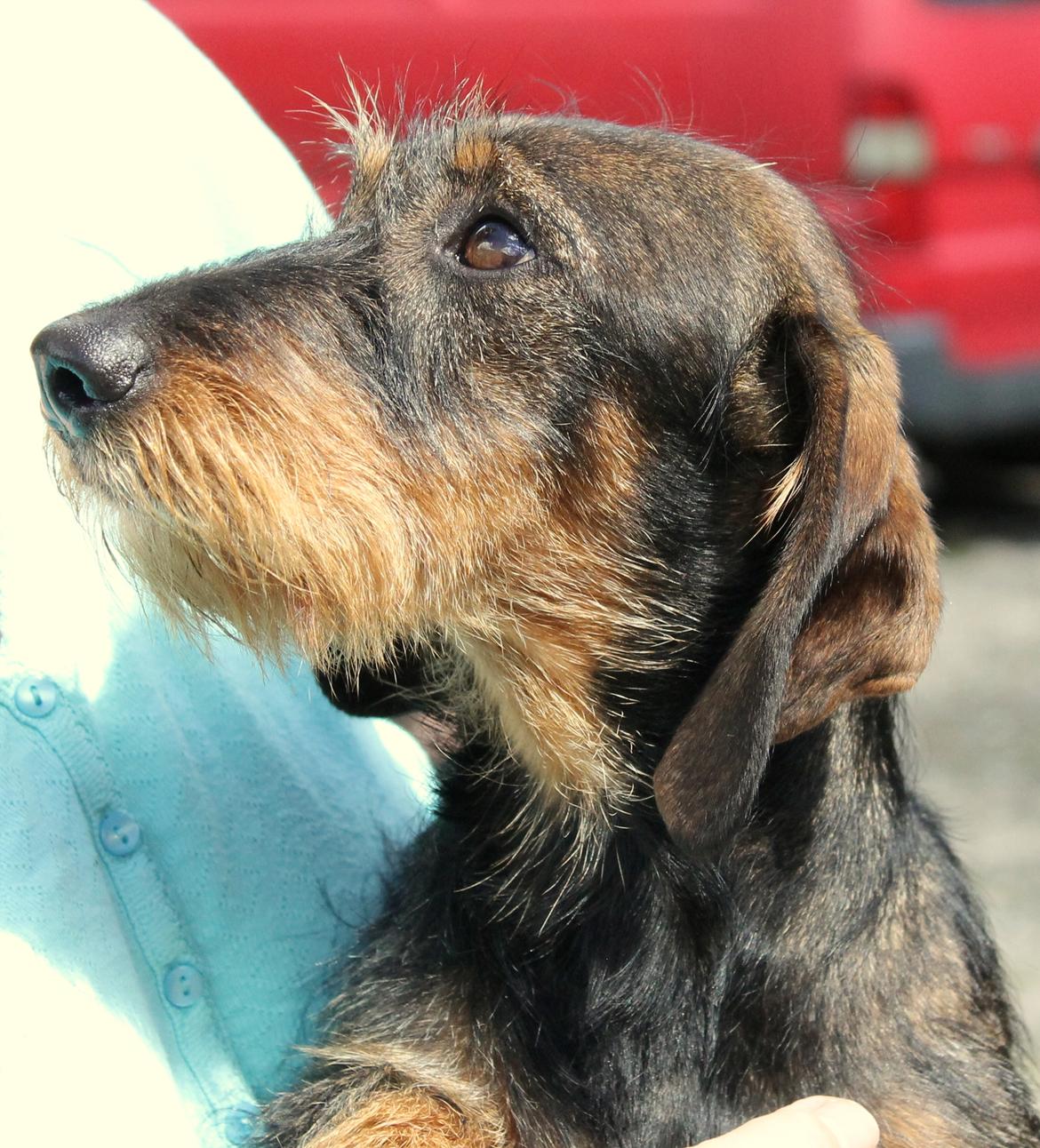 Gravhund Mochipappa's Dirch billede 29