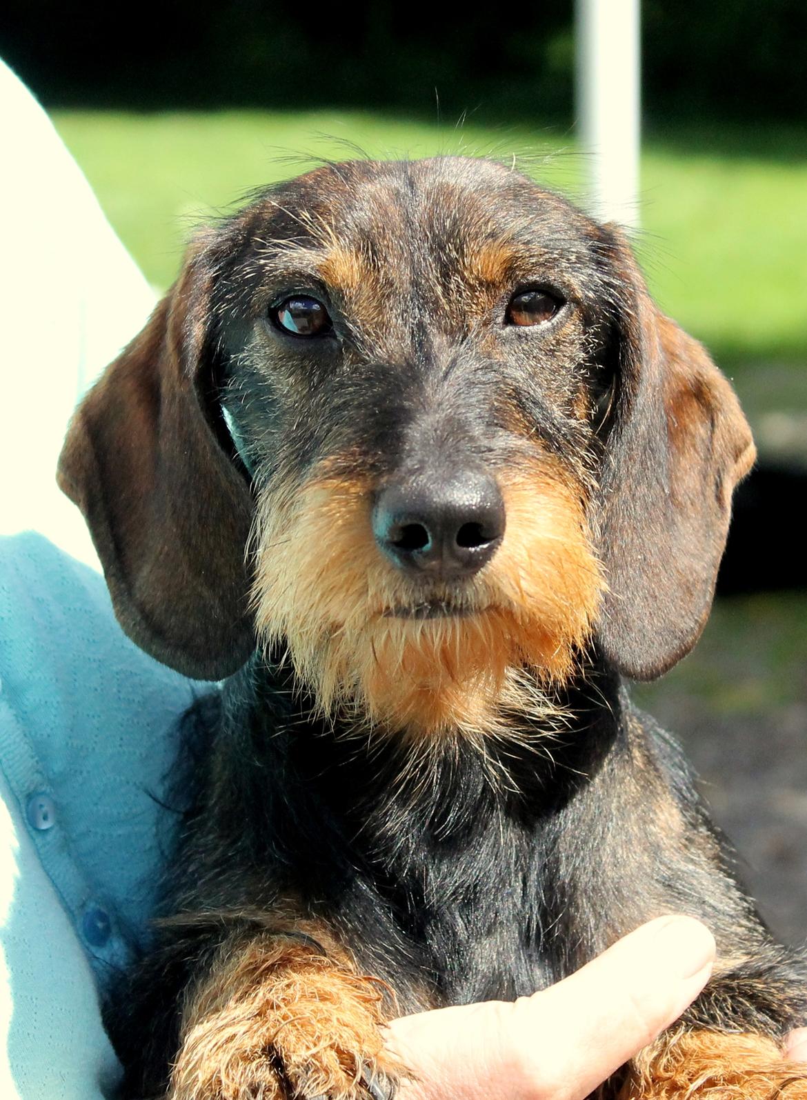 Gravhund Mochipappa's Dirch billede 1