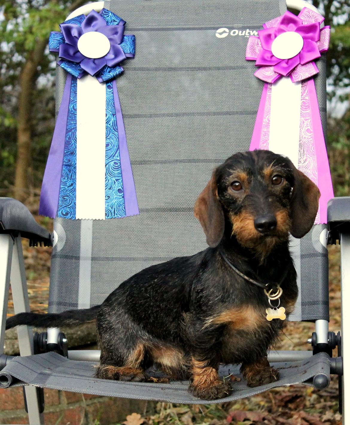 Gravhund Mochipappa's Dirch billede 30