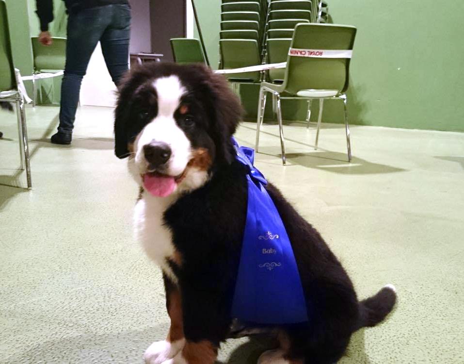 Berner sennenhund Lady Xiera's Teddy Bear (Leopold)  - Første udstilling og en 2. plads <3  billede 25