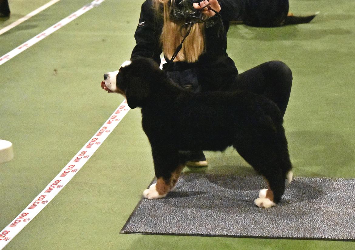 Berner sennenhund Lady Xiera's Teddy Bear (Leopold)  - Ved dommerbordet  billede 26