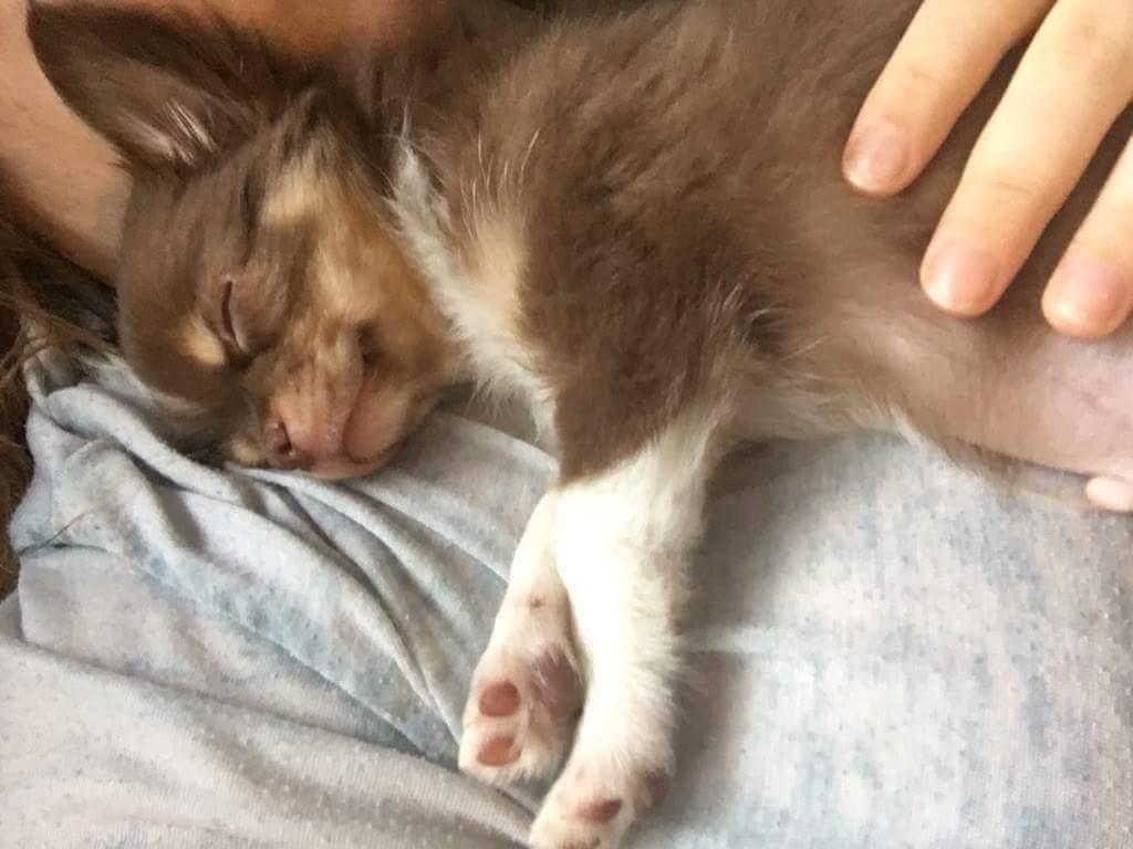 Chihuahua Nibian's surprice of the life Loui billede 1