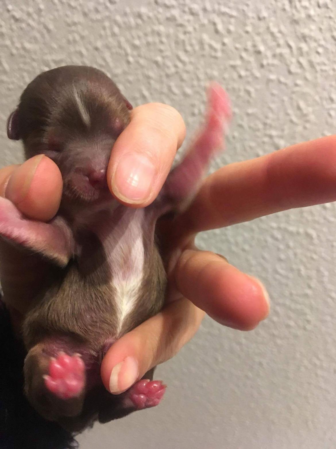 Chihuahua Nibian's surprice of the life Loui billede 2