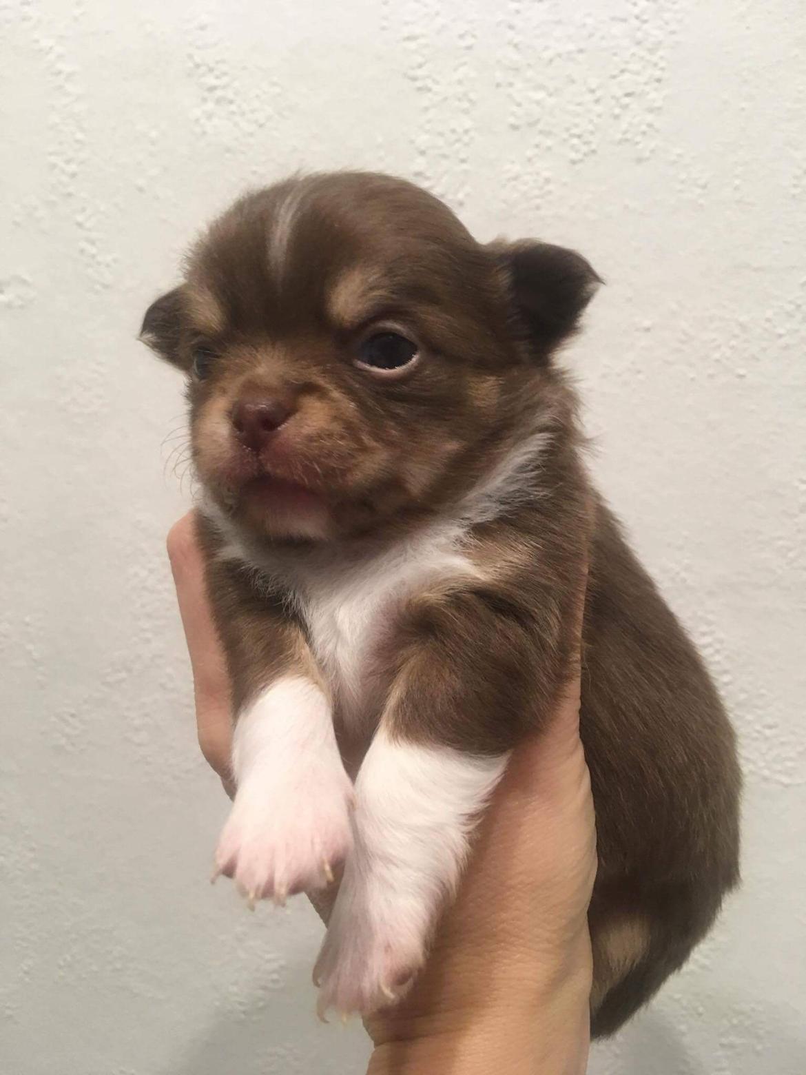 Chihuahua Nibian's surprice of the life Loui billede 4