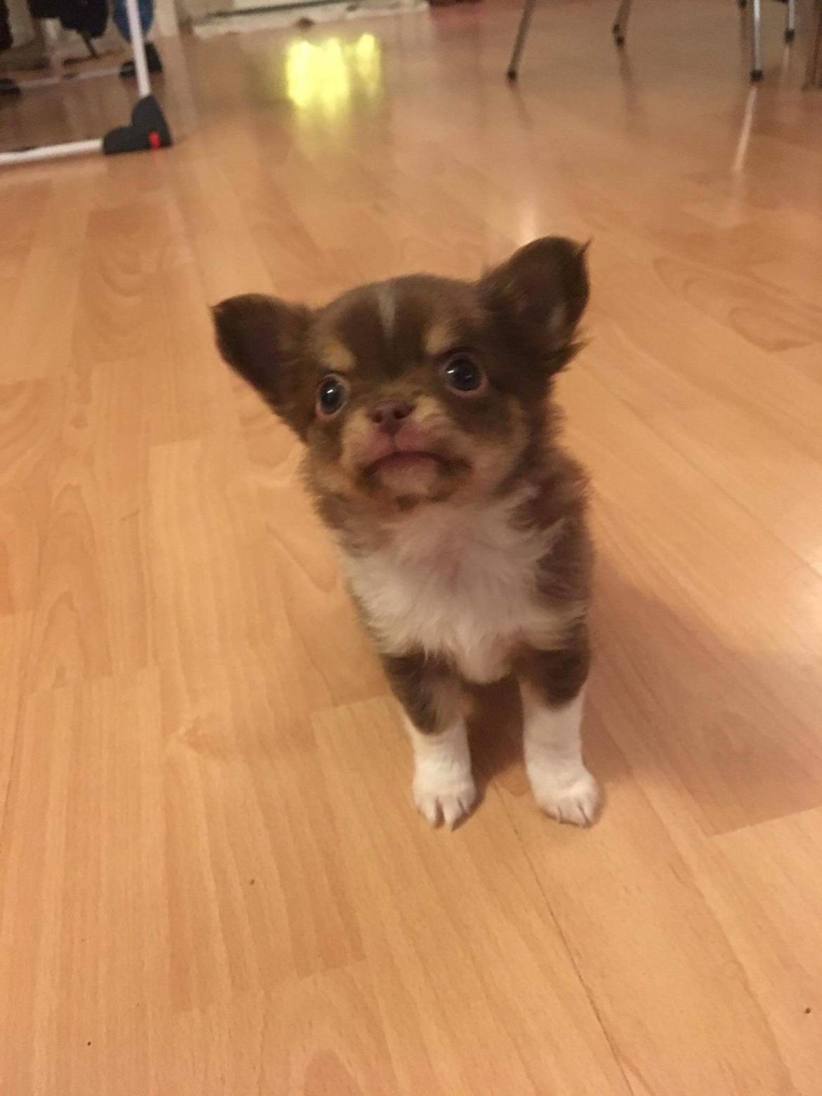 Chihuahua Nibian's surprice of the life Loui billede 5