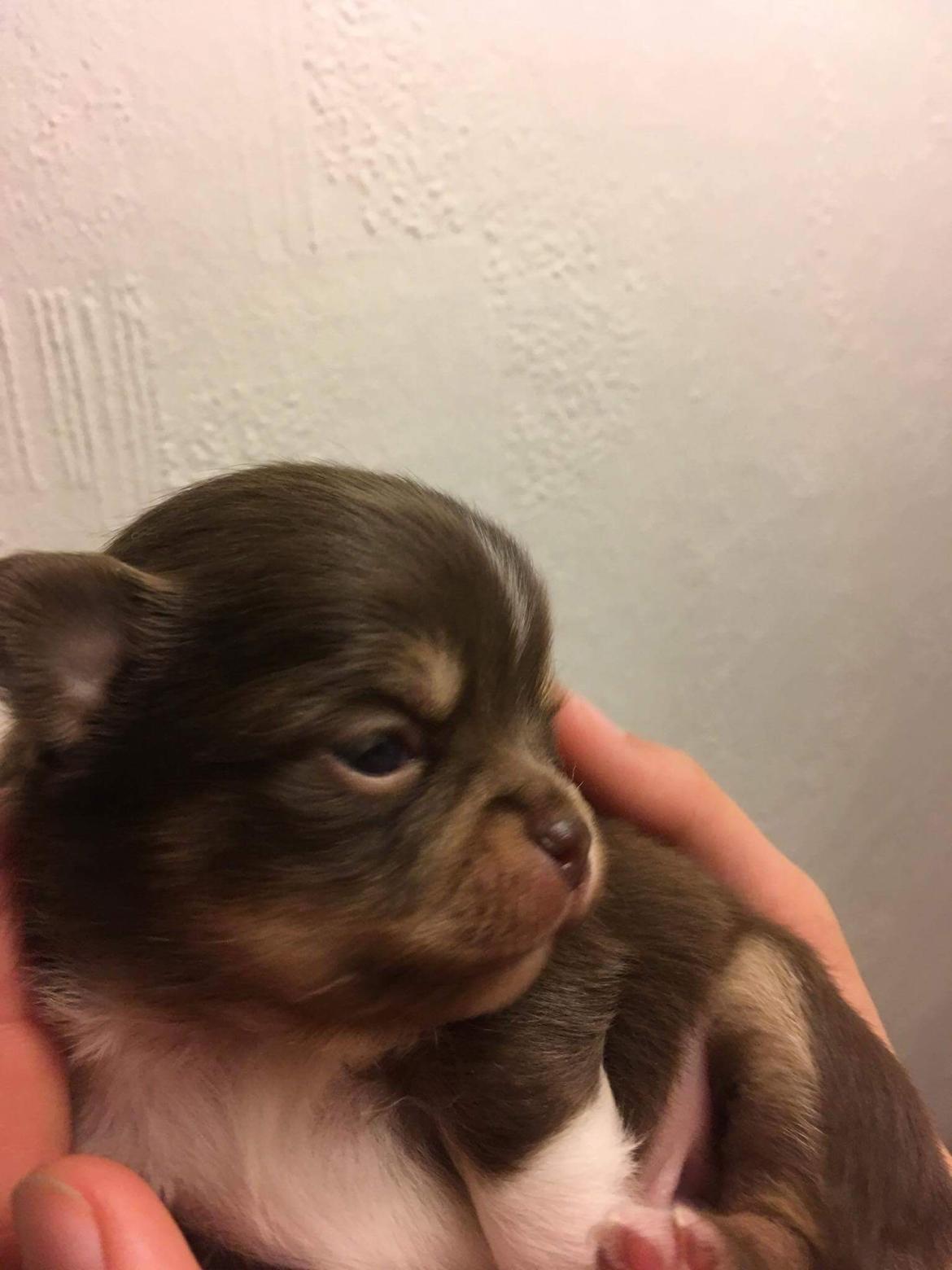 Chihuahua Nibian's surprice of the life Loui billede 3