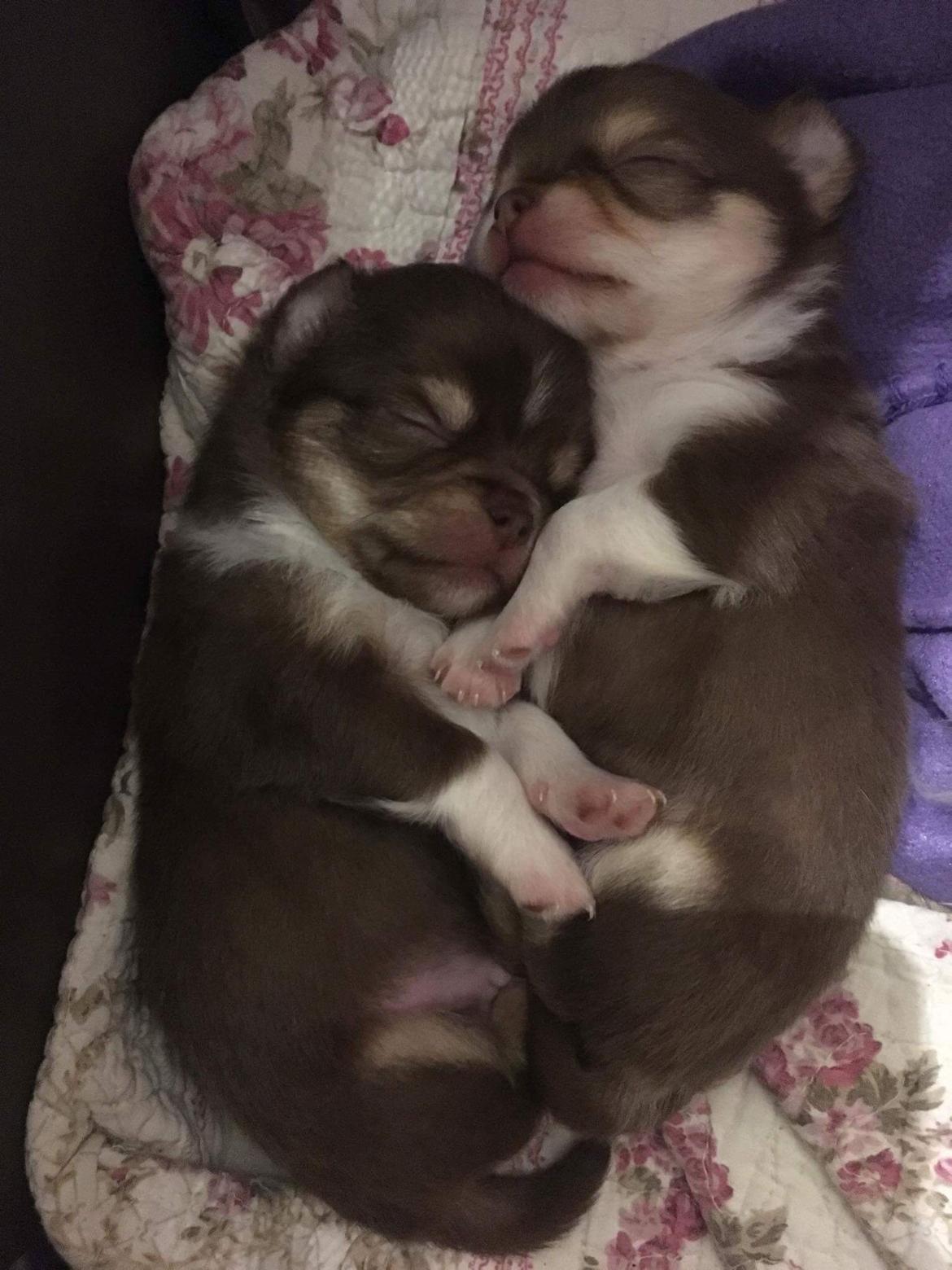 Chihuahua Nibian's surprice of the life Loui billede 7