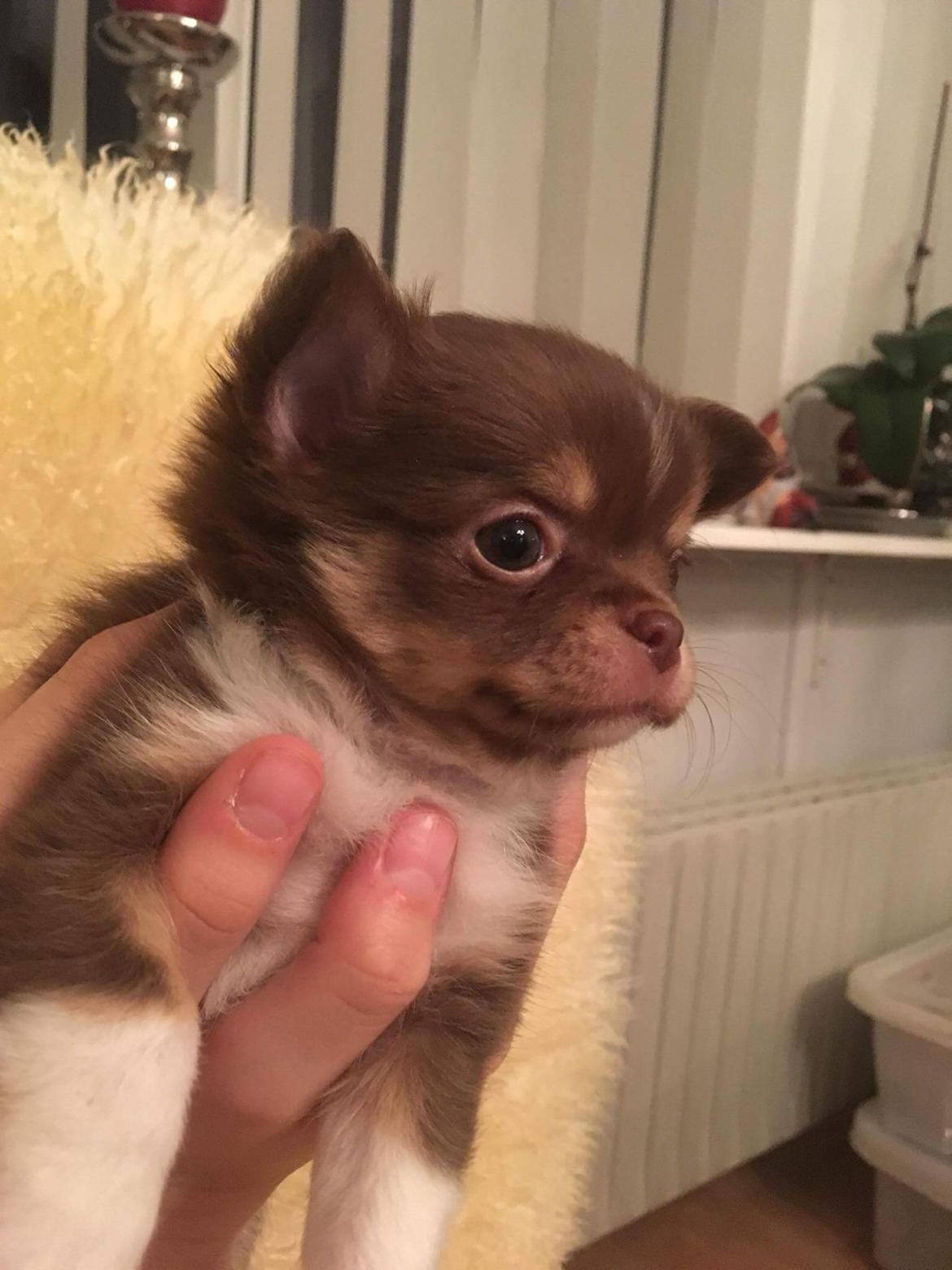 Chihuahua Nibian's surprice of the life Loui billede 6