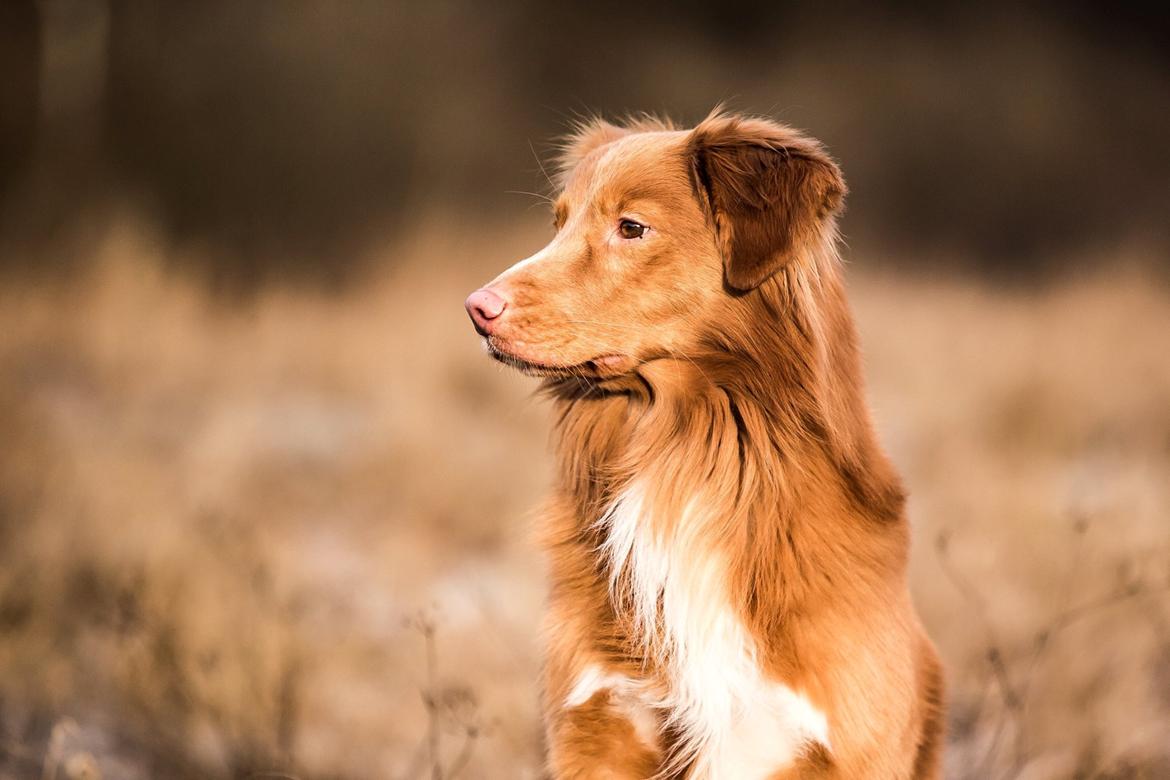 Nova scotia duck tolling retriever Findus billede 1