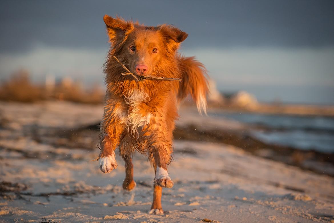 Nova scotia duck tolling retriever Findus billede 4