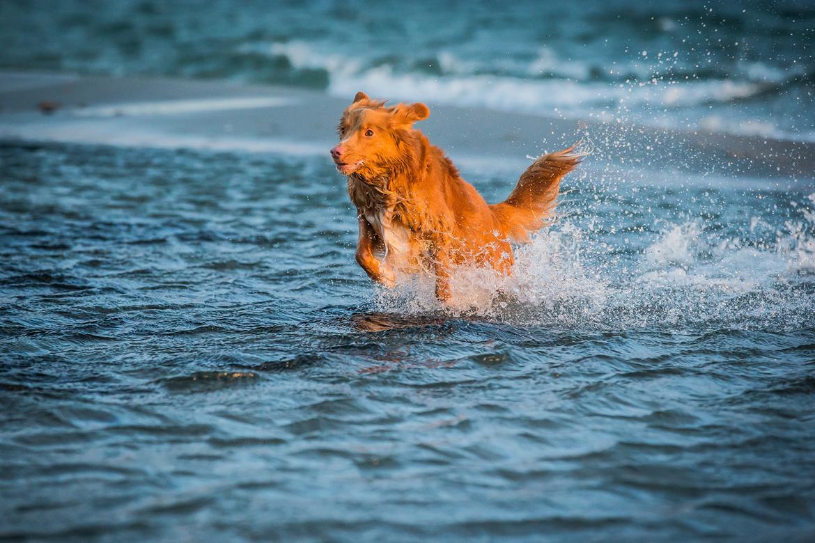 Nova scotia duck tolling retriever Findus billede 5