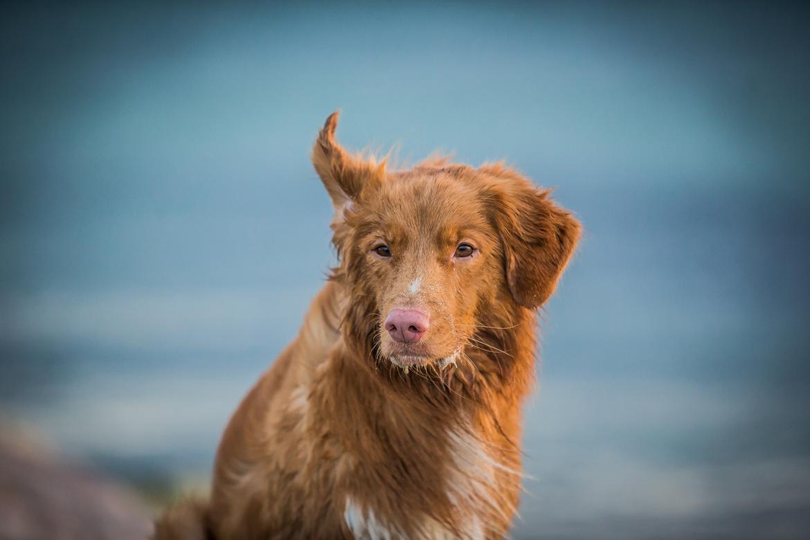 Nova scotia duck tolling retriever Findus billede 6