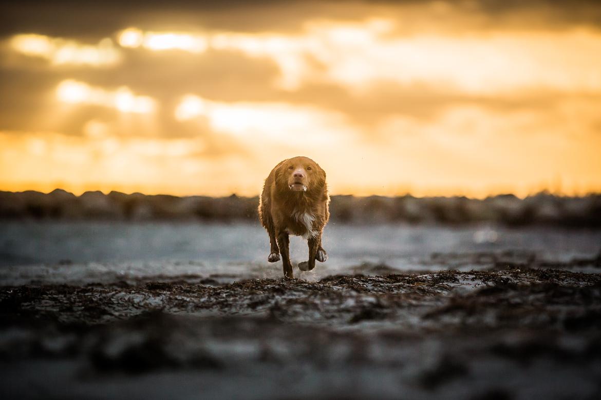 Nova scotia duck tolling retriever Findus billede 7