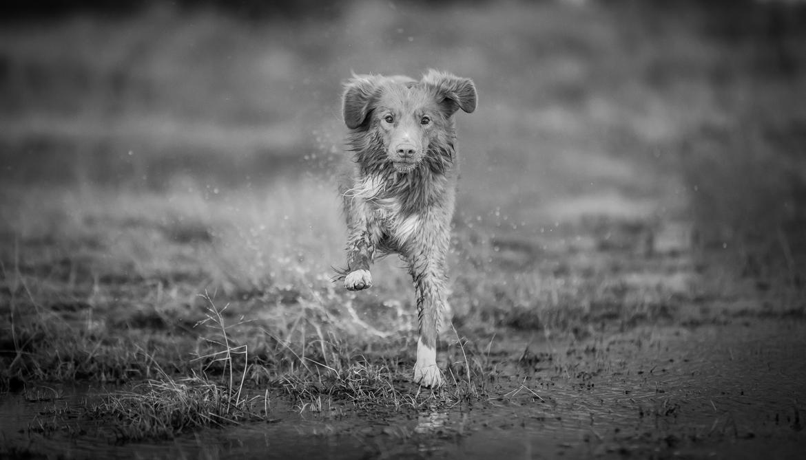 Nova scotia duck tolling retriever Findus billede 8