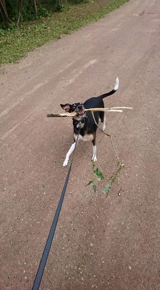 Dansk svensk gaardhund Laika billede 44