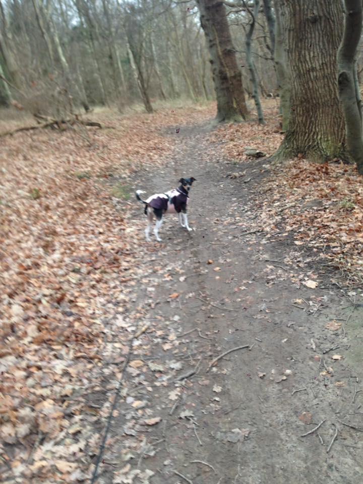 Dansk svensk gaardhund Laika billede 45