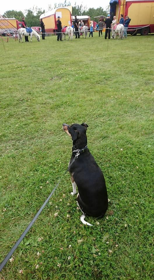 Dansk svensk gaardhund Laika billede 46