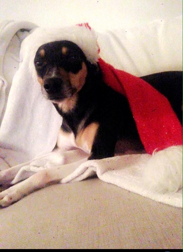 Dansk svensk gaardhund Laika billede 47