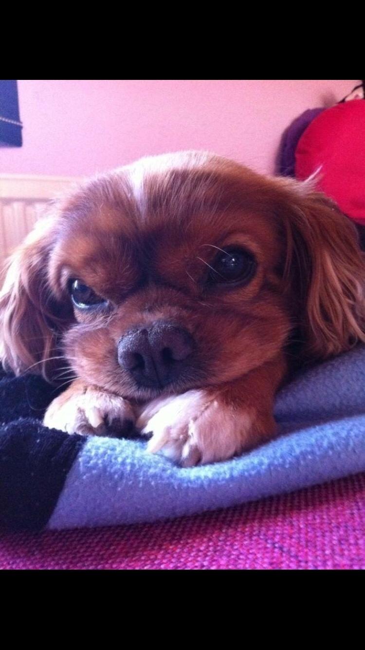 Cavalier king charles spaniel Ilvis Laban Elvis billede 2