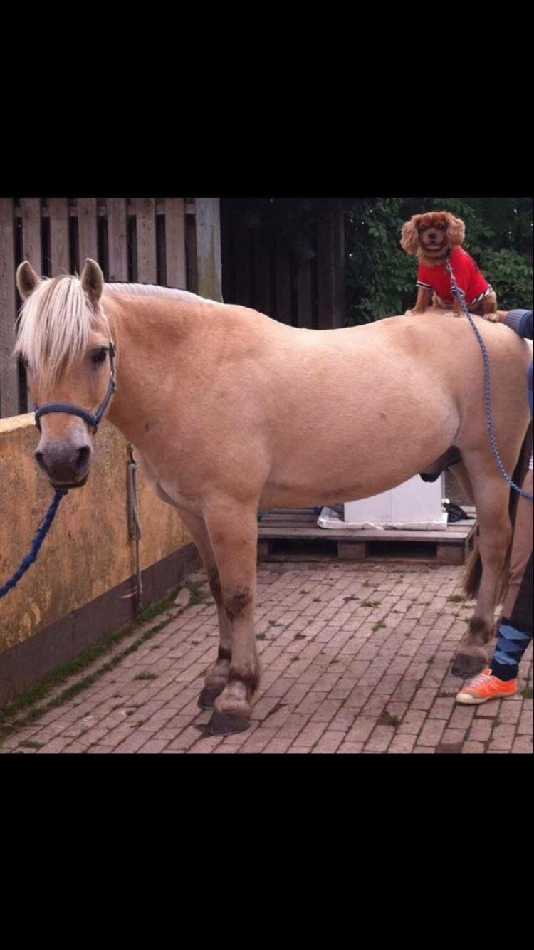 Cavalier king charles spaniel Ilvis Laban Elvis billede 3