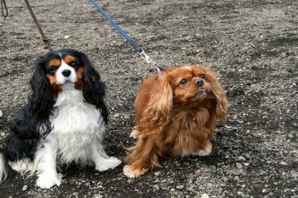 Cavalier king charles spaniel Ilvis Laban Elvis billede 4